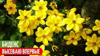 Такого ОПЫТА У Меня Еще Не Было. БИДЕНС Из Семян. Мои цветы. Мой опыт.