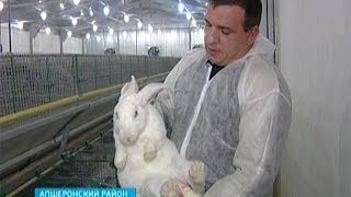 Кролиководство по-французски развивает кубанский фермер
