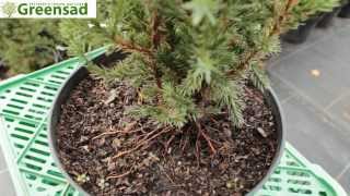 Можжевельник китайский "Stricta Variegata" - видео-обзор от Greensad