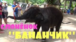 Слонёнок "Бананчик" отжигает!!! Таиланд (ноябрь 2015).Baby elephant dancing