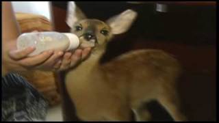 MediaGold.it - Famiglia di Loano adotta Bambi