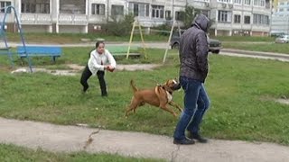 Агрессивный Стаффорд Граф (Атака на людей)