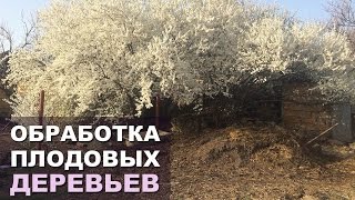 Обработка плодовых деревьев весной. Профилактика болезней