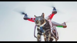 Квадрокоптер, дрон ТОП приколы