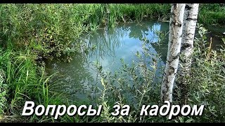 Домашнее мини-болото и мини-пруд 2018\Mini-swamp,Mini- pond