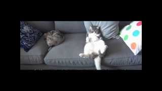 Lazy Cats Laying Around Like a BOSS