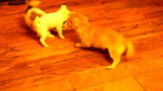 Puppies. :). Pocket (Brown/White), Sasha (Blonde), Susie (White).