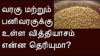 வரகு மற்றும் பனிவரகுக்கு உள்ள வித்தியாசம் என்ன தெரியுமா? Difference between millet and Proso millet