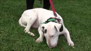 Aggressive Bull Terrier attacks people and dogs