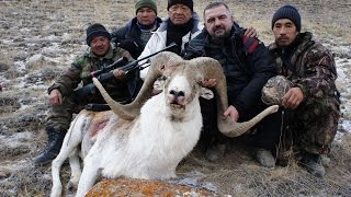 Киргизия. Охоты на трофейных козерогов и баранов.