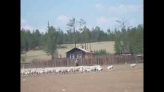 Монгольская овчарка-банхар. Питомник "Монголдог. Пыль в степи. Овцы.