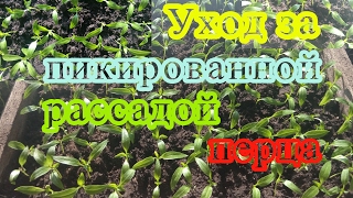 Уход за пикированной рассадой перца