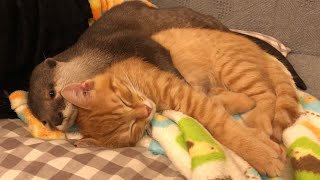 カワウソさくら 子猫を抱かないと寝られない系女子 otter who can not sleep without holding a kitten