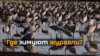 Тысячи журавлей готовятся к миграции на озере Хула