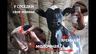 КУДА КАПАТЬ КОРОВУ В ЯРЕМНУЮ ИЛИ МОЛОЧНУЮ??? НА примере лечения кетоза