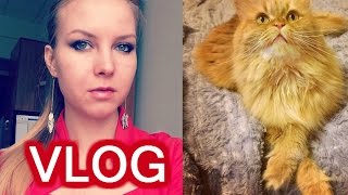 VLOG: Первая брачная ночь / Ловлю кота / Обжорство