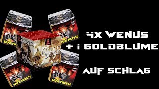 4 x Wenus von Jorge und 1 x Goldblume von Röder auf Schlag