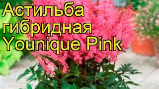 Астильба гибридная Уник Пинк. Краткий обзор, описание характеристик astilbe hibrida Younique Pink