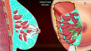 Anatomy of the Mammary Gland / Breast  -  Relations ,Blood supply , Lymphatic drainage ,Development