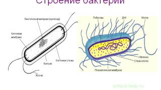 Презентация Бактерии