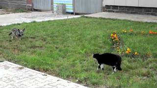 Схватка кота и собаки... трагическая развязка....
