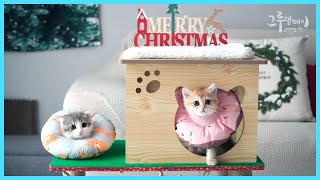 새끼고양이를 위한 크리스마스 캣타워 트리 만들기 [ENG SUB]