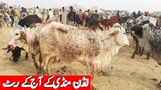Ludan Mandi k fresh Price in pakistan