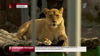 Очередная трагедия в зоопарке Алматы