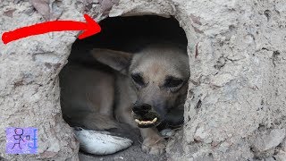 Sự Thật Rợn Người Bên Trong Ngôi Nhà Của Chó Hoang Bí Mật. Amazing Abandoned House Of Dog