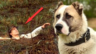 Страшный алабай остервенело тащил беднягу из болота. Счет шел уже на секунды!