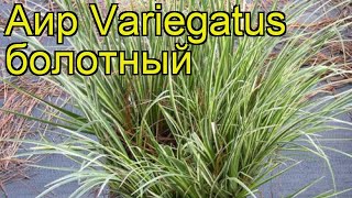 Аир обыкновенная (Variegatus). Краткий обзор, описание характеристик, где купить саженцы
