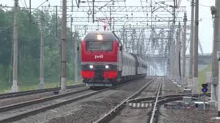 Лиса и электровоз ЭП2К-241 с фирменным поездом №016 "Арктика" Москва - Мурманск
