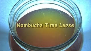 Kombucha Time Lapse