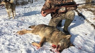 Охота на волка | Выход волка | Лиса из CZ-527 | Wolf hunting 2018 | Часть 1