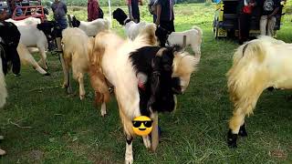 KONTES KAMBING KALIGESING PIALA BUPATI KENDAL ( Ds.Gondang kec.Cepiring )