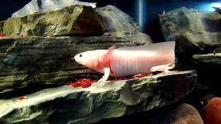 Mudkip the Axolotl Eating Bloodworms