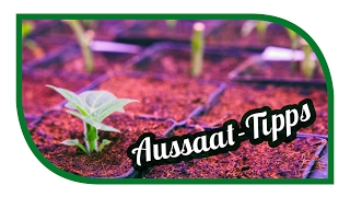 Aussaat & Gartentipps im Februar ? Jungpflanzenanzucht im Februar ? Selbstversorgung