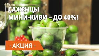 Саженцы актинидии с выгодой до 40%!
