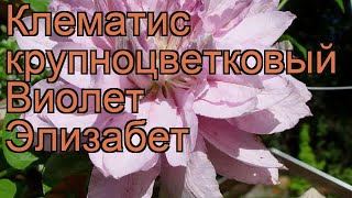 Клематис крупноцветковый Виолет Элизабет ? обзор: как сажать, саженцы клематиса Виолет Элизабет