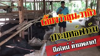 เลี้ยงวัวขุนวากิวสายพันธุ์วัวญี่ปุ่นเนื้อพรีเมียมเจ้าของฟาร์มบอกราคาดี /เกษตรผสมผสานบ้านทุ่งลุงต๋อม