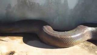 Dead snake