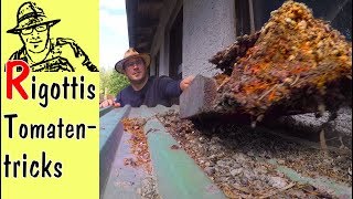 Tricks für tolle Tomaten - #TomatenGOLD