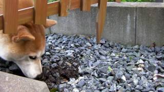 柴犬のチコチコ動画日記　#01