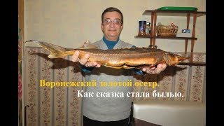 Воронежский золотой осетр. Сказка ставшая былью