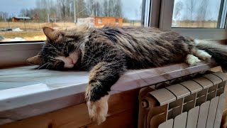 Yoll's добрый stream из Совиного дола. Дела совешные и домашние