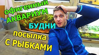 Вот это сильно! Просто ОФИГЕЛ от этого аквариума! Распаковка аквариумных рыбок в зоомагазине