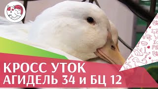 КРОСС  УТОК АГИДЕЛЬ 34 и БЦ  12  Агропромышленная выставка Золотая  осень 2016 iLikePet