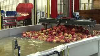 Sorter - six lines machine for apples