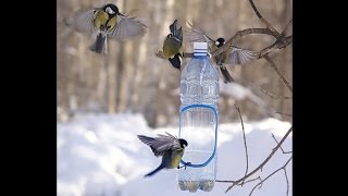 Птицы едят из кормушки в 3D