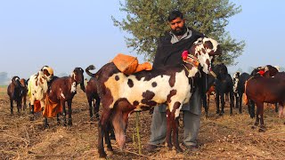 Sahiwal Desi Goats For Sale - Black Beetal Goats in Sahiwal Goat Farm Video 12/28/2019